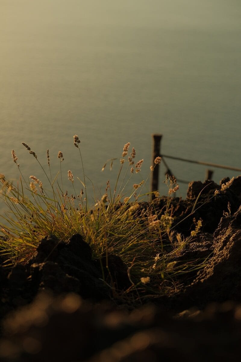 Grasses grow on a cliff overlooking the sea.